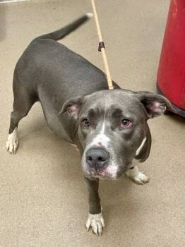 Rescue Mixed Breed Dogs for Adoption in Chamblee, Georgia - Akira | PetCurious