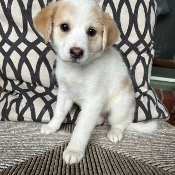 SIERRA -  Great Pyrenees and Labrador Retriever Dog for Adoption in Fosters, Alabama - SIERRA | PetCurious