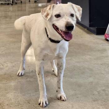 Speck -  Labrador Retriever and English Setter Dog for Adoption in Cincinnati, Ohio - Speck | PetCurious