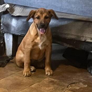 Coffee -  Black Mouth Cur and Labrador Retriever Dog for Adoption in Semmes, Alabama - Coffee | PetCurious