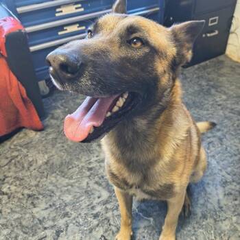 Alfy -  Belgian Shepherd Malinois Dog for Adoption in Moses Lake, Washington - Alfy | PetCurious