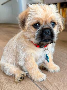 Luca -  Pug and Brussels Griffon Dog for Adoption in Orange, California - Luca | PetCurious