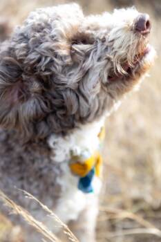 Aussiedoodle Dogs Available for Adoption - Cory | PetCurious