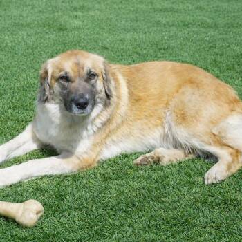 Shepherd Dogs Available for Adoption in Falls Church, Virginia - Louise | PetCurious