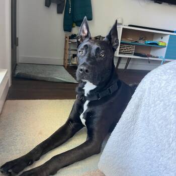 Alfie -  Belgian Shepherd Malinois and American Staffordshire Terrier Dog for Adoption in Austin, Texas - Alfie | PetCurious