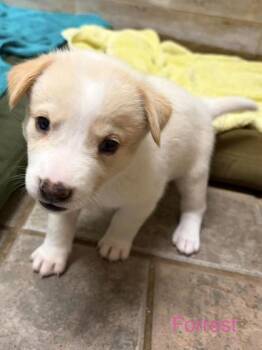 Forrest -  Bernese Mountain Dog and Golden Retriever Dog for Adoption in Morton Grove, Illinois - Forrest | PetCurious