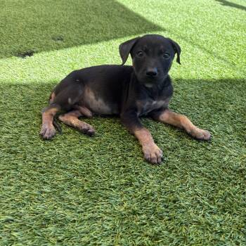 Rescue Mixed Breed Dogs for Adoption in Loxahatchee Groves, Florida - Oogie Boogie 9737 | PetCurious