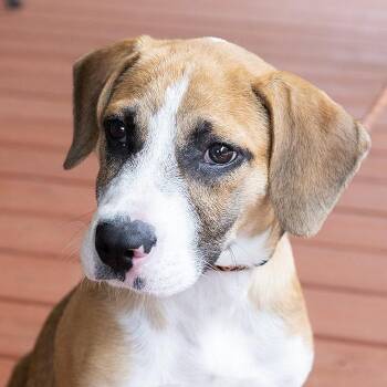 Hound Dogs Available for Adoption in Slidell, Louisiana - Grim | PetCurious