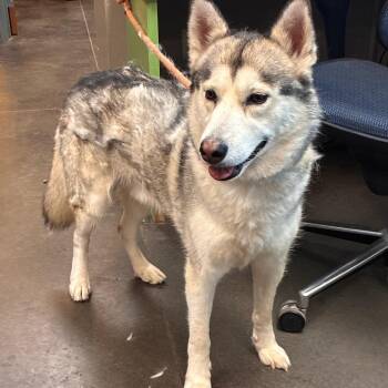 Micco -  Husky Dog for Adoption in Norman, Oklahoma - Micco | PetCurious