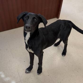 buster rhyme -  Black Labrador Retriever and Hound Dog for Adoption in Senatobia, Mississippi - Buster Rhyme | PetCurious
