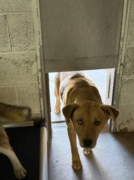 Starfish -  Pit Bull Terrier and Husky Dog for Adoption in Las Vegas, New Mexico - Starfish | PetCurious