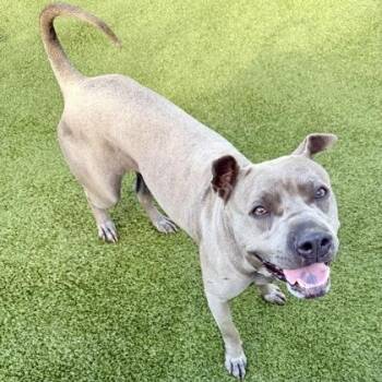 Mixed Breed Dogs Available for Adoption in Largo, Florida - Bluey | PetCurious