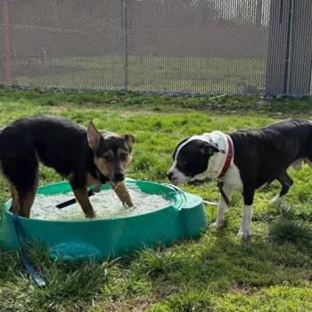 Pit Bull Terrier and Mixed Breed Dogs Available for Adoption - Cooper | PetCurious