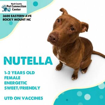 NUTELLA  Available NOW - ADOPTION or RESCUE! -  Mixed Breed Dog for Adoption in Nashville, North Carolina - NUTELLA  Available NOW - ADOPTION Or RESCUE! | PetCurious