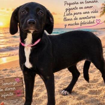 Michelle -  Mixed Breed Dog for Adoption in Englewood, Florida - Michelle | PetCurious