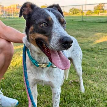 Yoshi - Urgently Seeking Foster or Adopter -  Australian Cattle Dog Blue Heeler and Terrier Dog for Adoption in Sadler, Texas - Yoshi - Urgently Seeking Foster Or Adopter | PetCurious