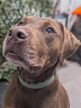 Rescue Pit Bull Terrier and Labrador Retriever Dogs for Adoption in Osceola, Missouri - Poncho | PetCurious