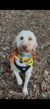 Polar -  Golden Retriever Dog for Adoption in Bloomfield Hills, Michigan - Polar | PetCurious
