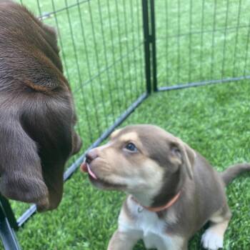 Labrador Retriever Dogs Available for Adoption in Austin, Texas - Moochie Moo | PetCurious