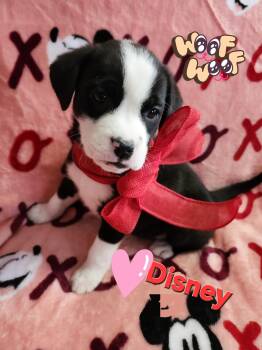Australian Shepherd and Mixed Breed Dogs Available for Adoption - Disney | PetCurious
