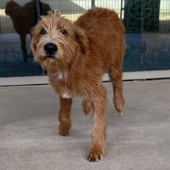 Carlos Santana -  Mixed Breed Dog for Adoption in Bentonville, Arkansas - Carlos Santana | PetCurious