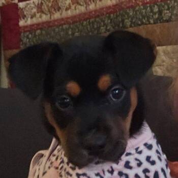 Olivia -  Rottweiler Dog for Adoption in Sanford, North Carolina - Olivia | PetCurious