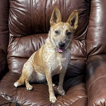 Cattle Dog Dogs Available for Adoption - Cricket | PetCurious