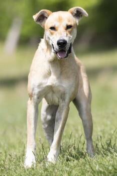 Mixed Breed Dogs Available for Adoption in Bedford, Indiana - Remi | PetCurious