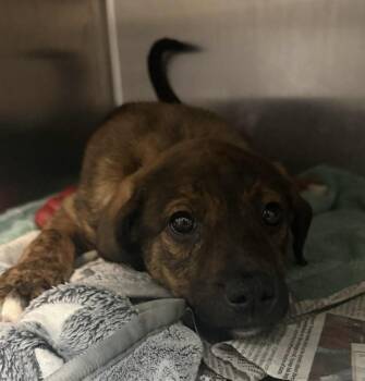 Labrador Retriever Dogs Available for Adoption - Jennie | PetCurious