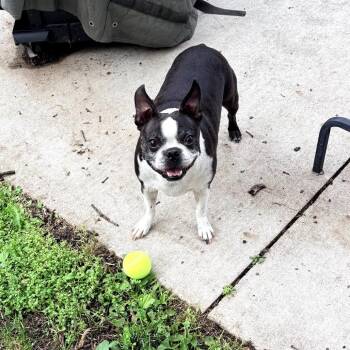 Fiona -  Boston Terrier Dog for Adoption in Minneapolis, Minnesota - Fiona | PetCurious