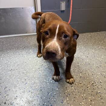 TUSC-Stray-84744_2 -  Pit Bull Terrier and Mixed Breed Dog for Adoption in Tuscaloosa, Alabama - TUSC-Stray-84744_2 | PetCurious