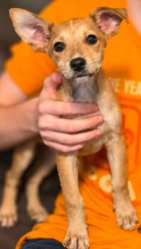Trixie Harrington -  Chihuahua and Terrier Dog for Adoption in El Dorado, Arkansas - Trixie Harrington | PetCurious