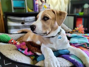 Rescue Hound and Pit Bull Terrier Dogs for Adoption in Hoffman Estates, Illinois - Fern Lily | PetCurious