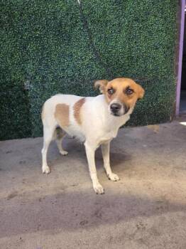 61334824 -  Mixed Breed Dog for Adoption in El Paso, Texas - 61334824 | PetCurious