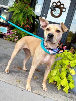 Sadie Sue -  Pit Bull Terrier Dog for Adoption in Effingham, Illinois - Sadie Sue | PetCurious
