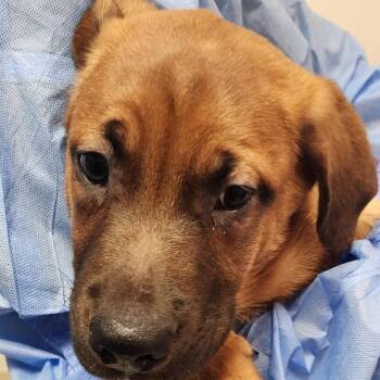 Hercules -  Mixed Breed Dog for Adoption in Charleston, West Virginia - Hercules | PetCurious