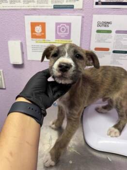 Mixed Breed Dogs Available for Adoption - 60556361 | PetCurious