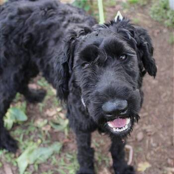 Schnauzer Dogs Available for Adoption in Manchester, New Hampshire - Disco In NH. Come Meet Our Adoptable Dogs Wednesday-Saturday. Mo | PetCurious