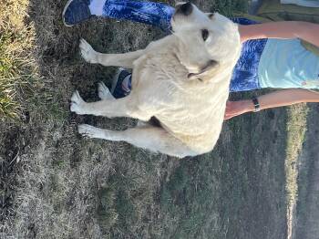 Great Pyrenees Dogs Available for Adoption - Jess *COURTESY POST* | PetCurious