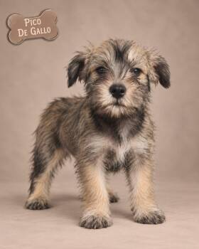 Pico de Gallo -  Schnauzer Dog for Adoption in Miami, Florida - Pico De Gallo | PetCurious