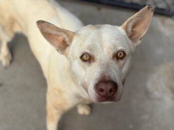 Labrador Retriever and Mixed Breed Dogs Available for Adoption in Tulsa, Oklahoma - PANERA | PetCurious