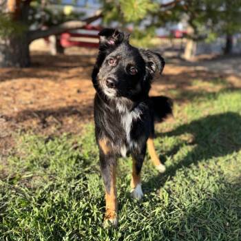 Santana -  Australian Shepherd Dog for Adoption in Ada, Minnesota - Santana | PetCurious