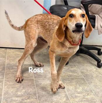 Ross - At shelter available 7/17 -  Hound Dog for Adoption in Rustburg, Virginia - Ross - At Shelter Available 7/17 | PetCurious