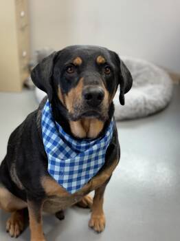 Barkley -  Rottweiler Dog for Adoption in Zimmerman, Minnesota - Barkley | PetCurious