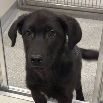 Mixed Breed Dogs Available for Adoption - Wally | PetCurious