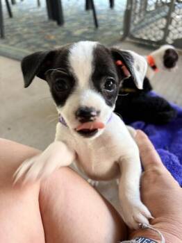 Betsy -  Chihuahua and Terrier Dog for Adoption in Liverpool, Texas - Betsy | PetCurious