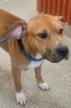 Mixed Breed Dogs Available for Adoption - Skye | PetCurious