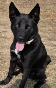Shepherd and Mixed Breed Dogs Available for Adoption - Midnight | PetCurious