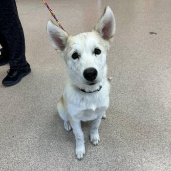 Husky and Mixed Breed Dogs Available for Adoption - Bear | PetCurious