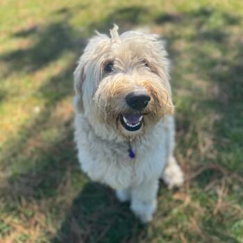 Rescue Shepherd and Poodle Dogs for Adoption in Houston, Texas - Bear Carter | PetCurious